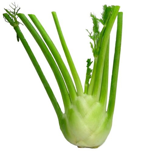 Bulbo de Hinojo Orgánico