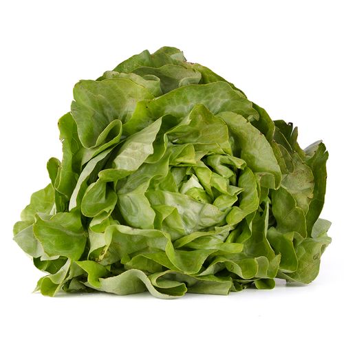 Lechuga Seda und