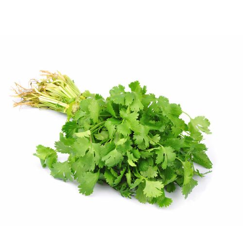 Culantro organico Und